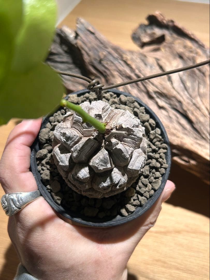 亀甲竜　信楽焼陶器鉢付き