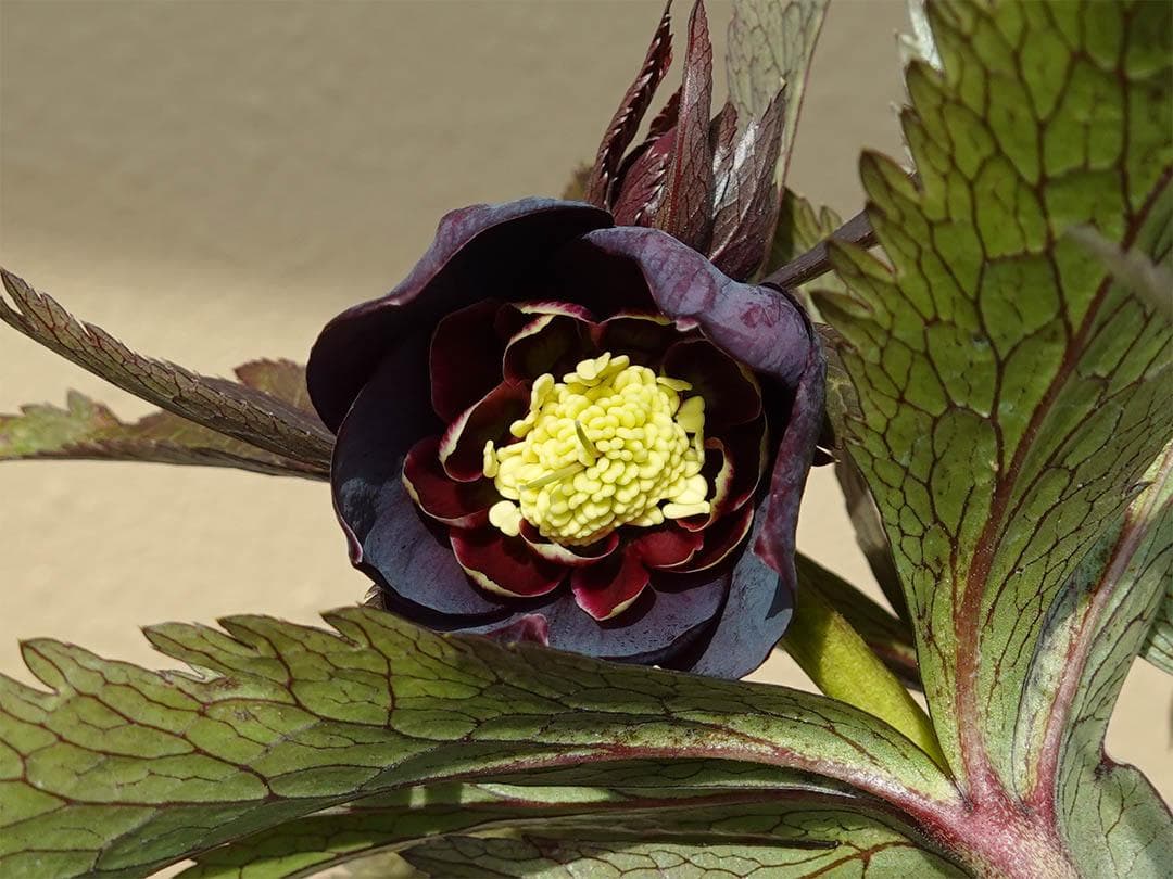 クマちゃん(*'ω'*) クリスマスローズ wa26-2