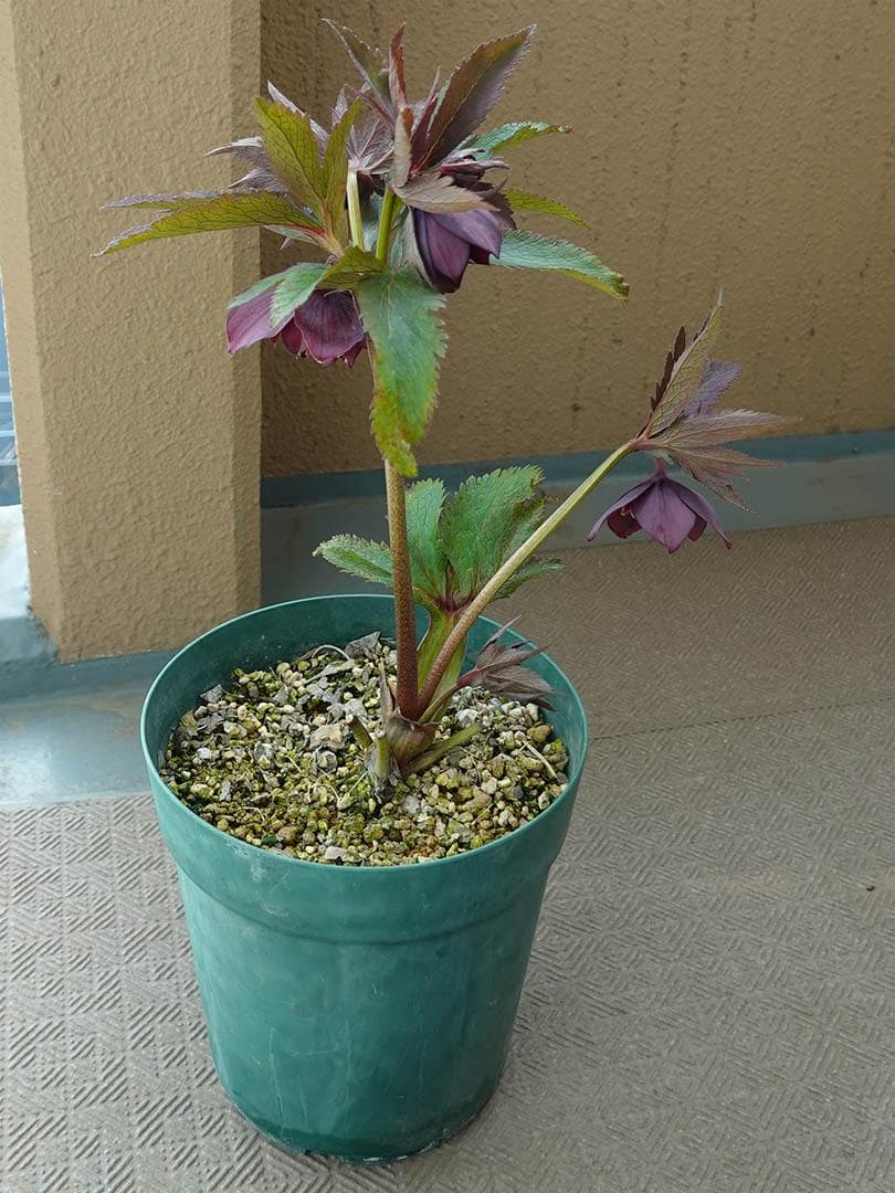 クマちゃん(*'ω'*) クリスマスローズ wa26-2