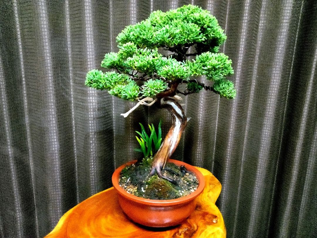 【貴風　真柏盆栽】　　　　　　⭕気品ある一品です❗