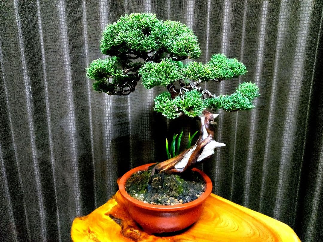 【貴風　真柏盆栽】　　　　　　⭕気品ある一品です❗