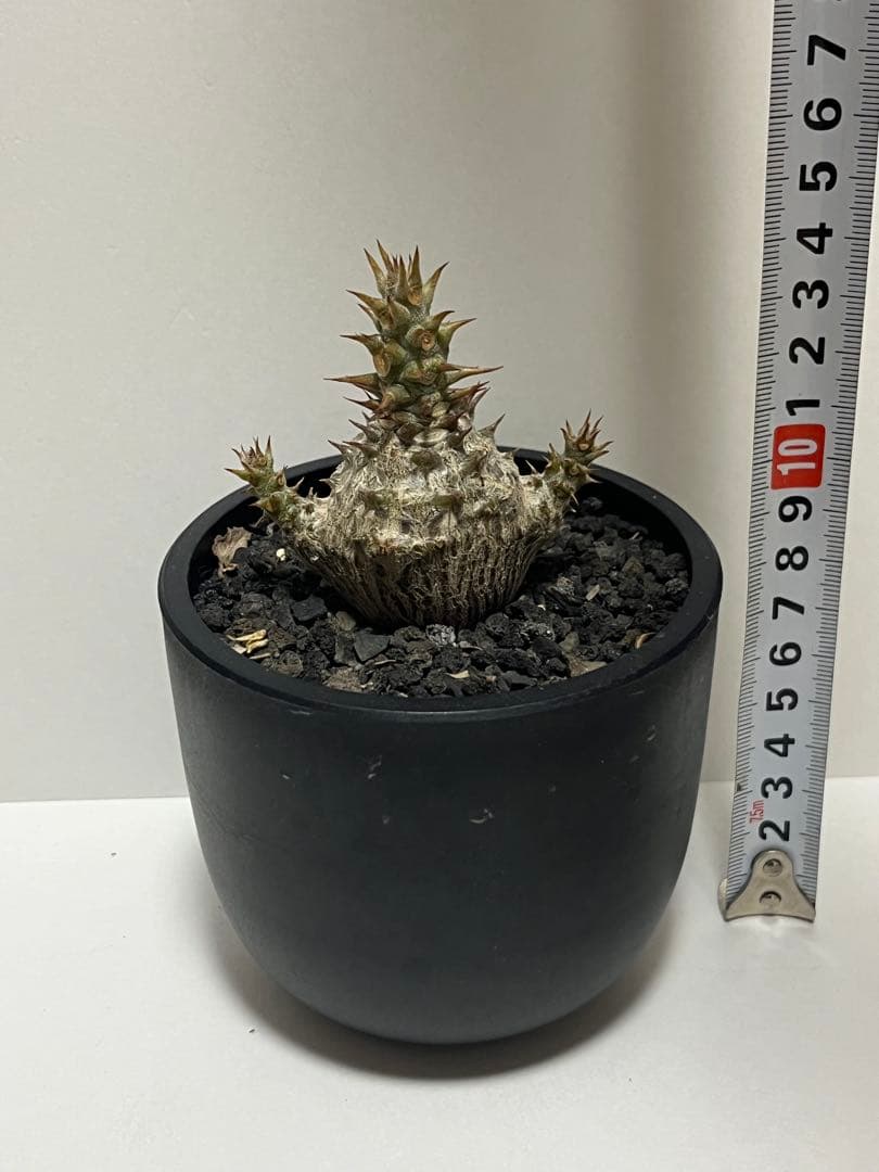 パキポディウム　ウィンゾリー　実生