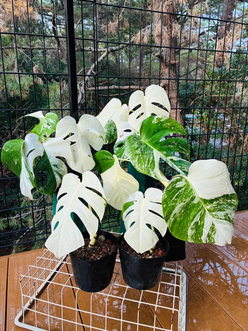 【5本セット発根活着済 斑入りモンステラ 】ボルシギアナ ホワイトタイガ