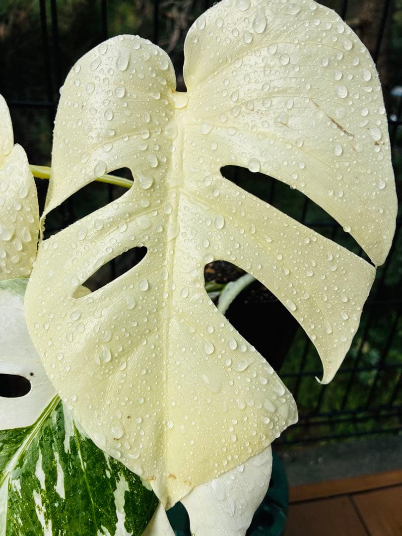 【5本セット発根活着済 斑入りモンステラ 】ボルシギアナ ホワイトタイガ