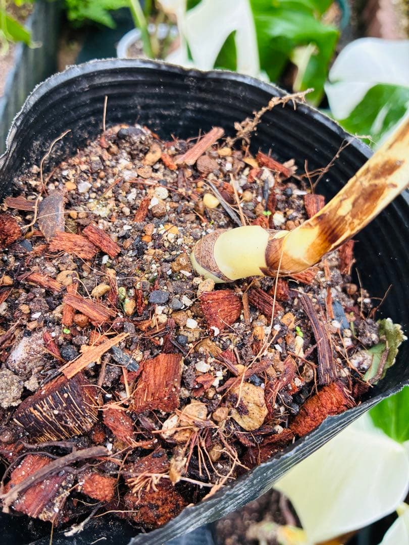 【5本セット発根活着済 斑入りモンステラ 】ボルシギアナ ホワイトタイガ