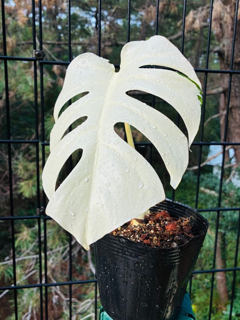 【5本セット発根活着済 斑入りモンステラ 】ボルシギアナ ホワイトタイガ