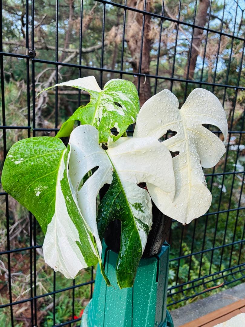 【5本セット発根活着済 斑入りモンステラ 】ボルシギアナ ホワイトタイガ