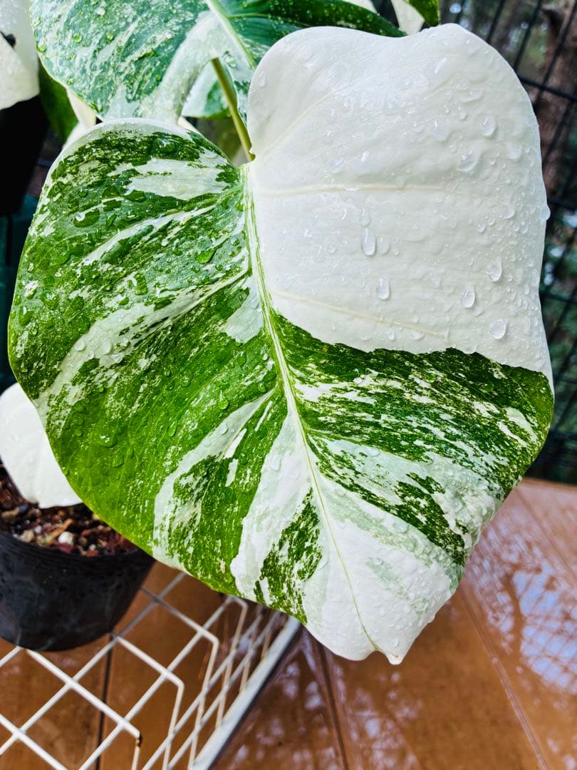 【5本セット発根活着済 斑入りモンステラ 】ボルシギアナ ホワイトタイガ