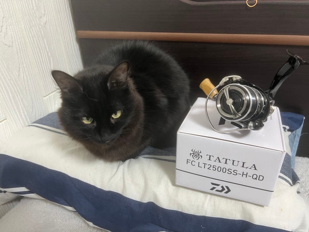 23タトゥーラ FC LT2500SS-H-QD