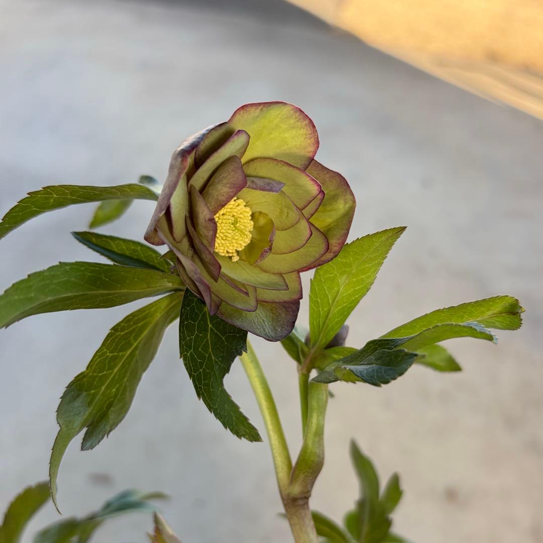 014 クリスマスローズ　開花株 ddグリーンバイカラー