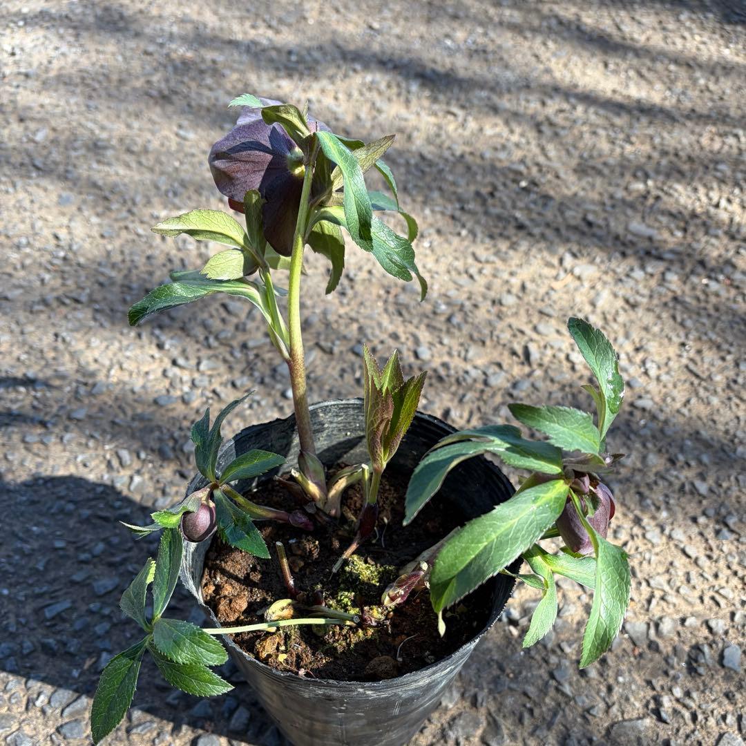 014 クリスマスローズ　開花株 ddグリーンバイカラー