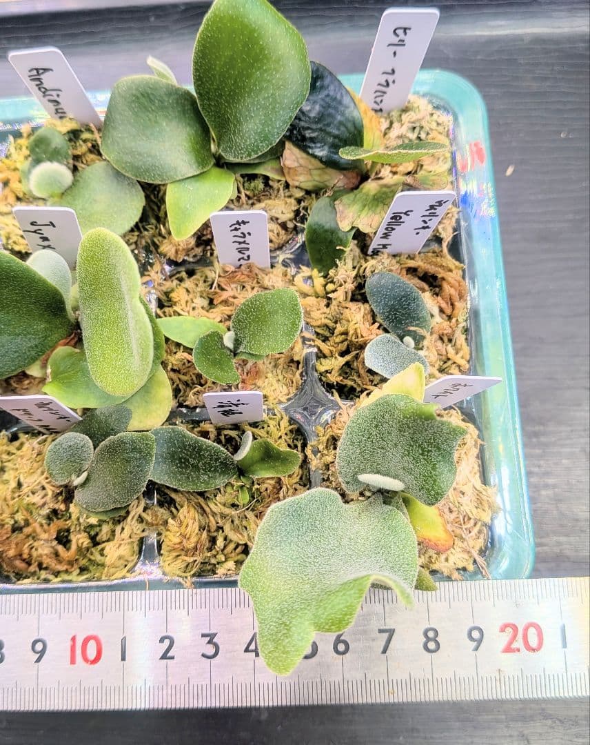 ビカクシダ、育苗トレー入り12個セット②、D2セットめろ