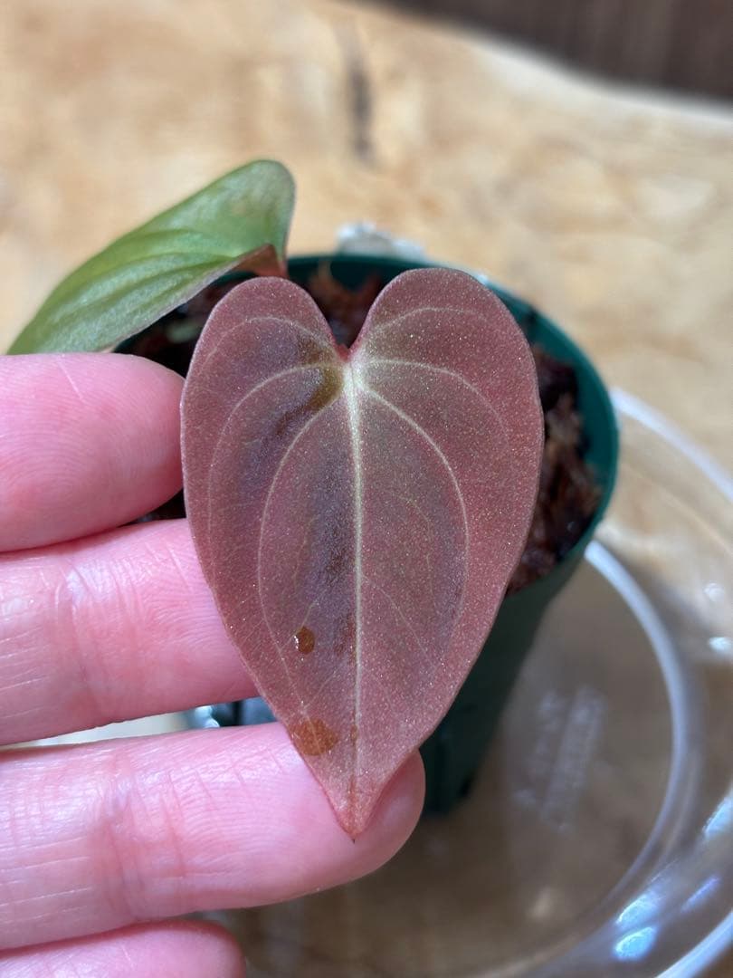その他観葉植物 Anthurium papillilaminum