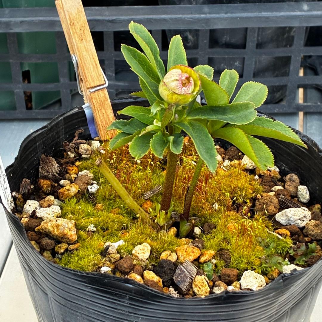 か*ん様 3521☘️蕾花、タグ付き☘️⭐️超チビチビ⭐️超小輪⭐️超多弁⭐️大