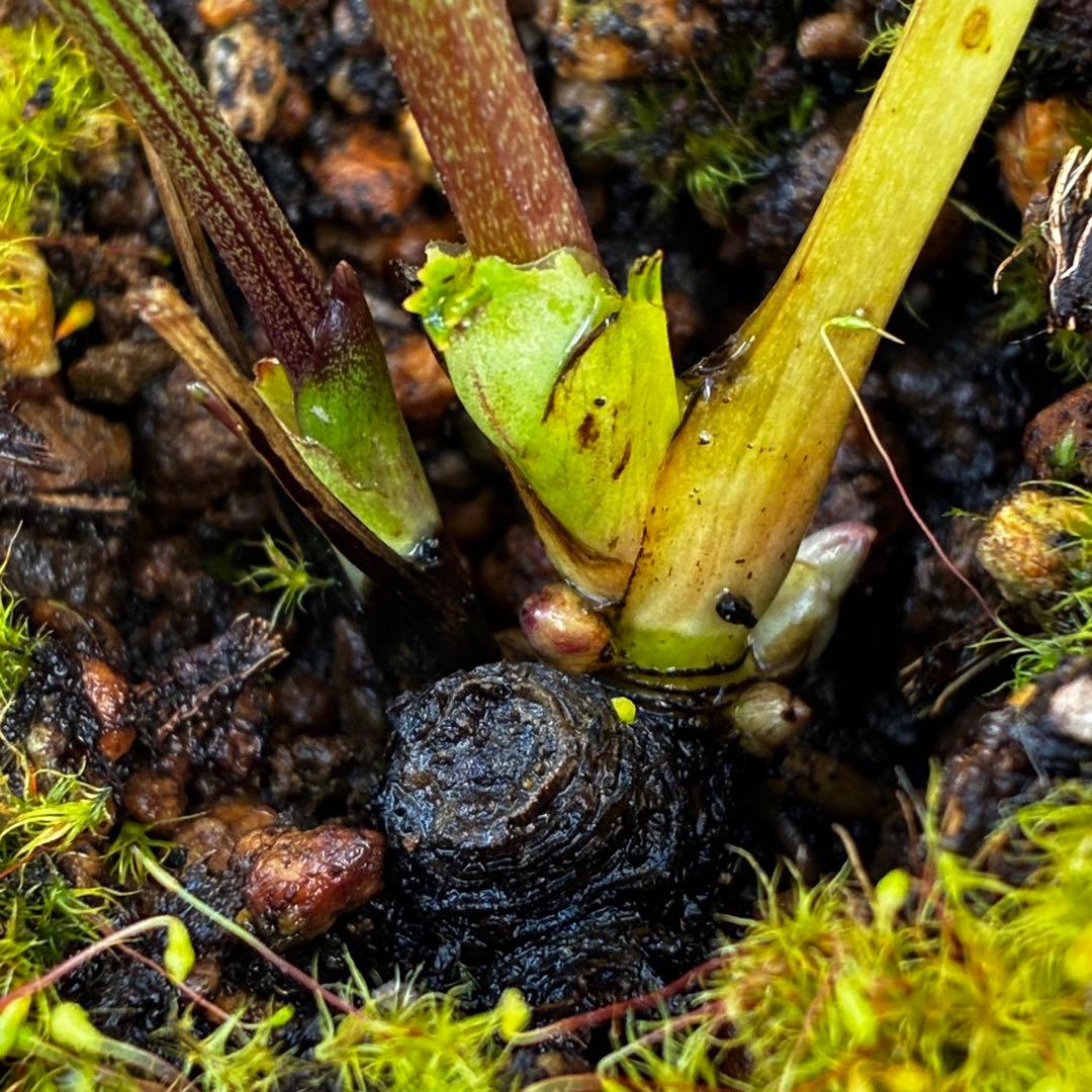 か*ん様 3521☘️蕾花、タグ付き☘️⭐️超チビチビ⭐️超小輪⭐️超多弁⭐️大