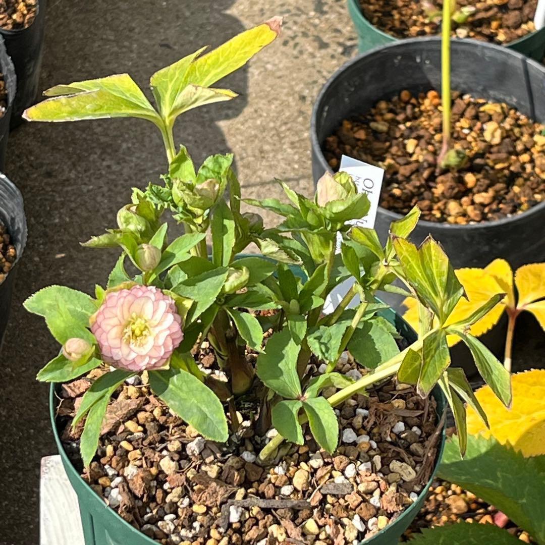 か*ん様 3521☘️蕾花、タグ付き☘️⭐️超チビチビ⭐️超小輪⭐️超多弁⭐️大