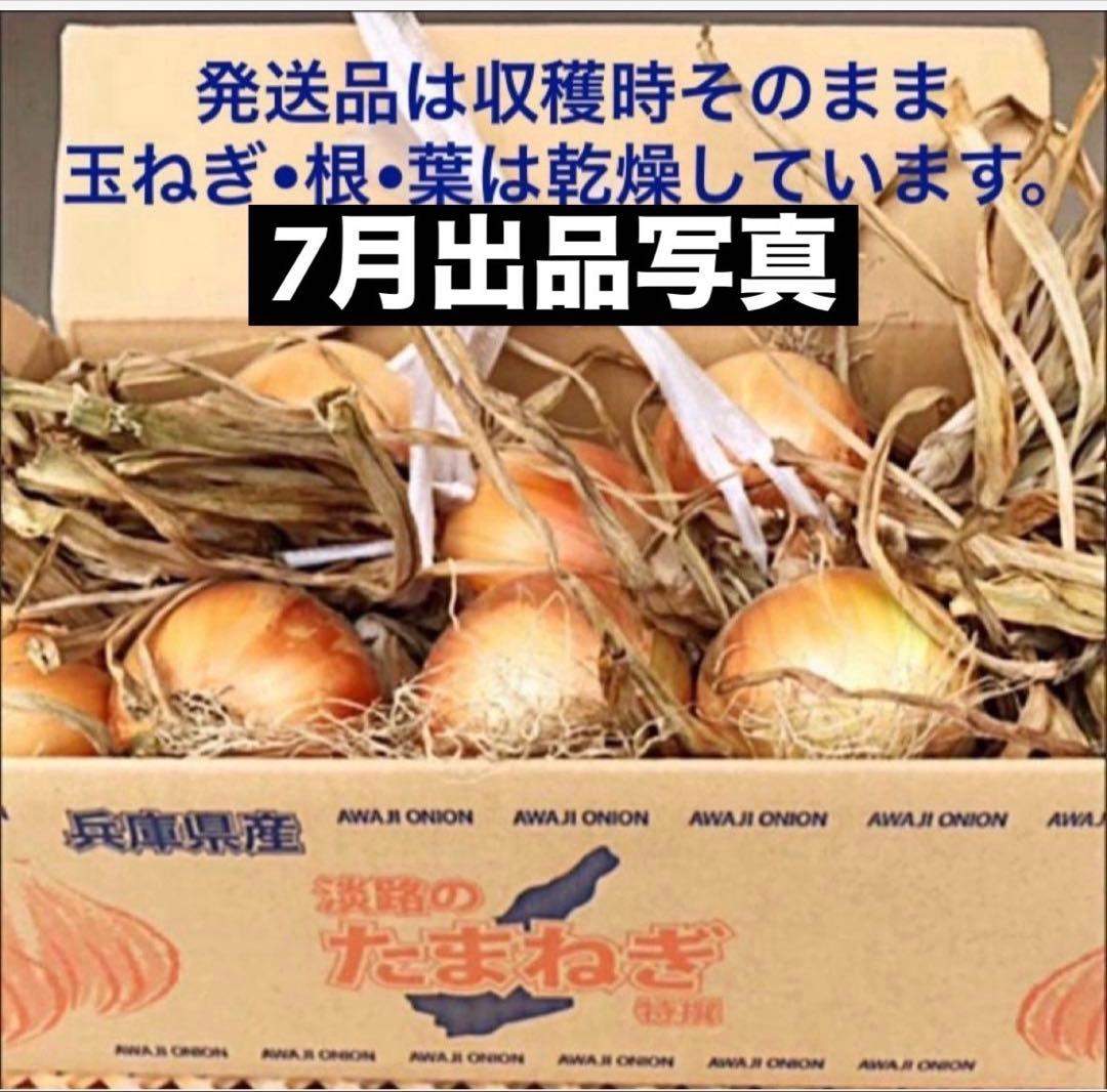 ＜もう直ぐ終了＞淡路島 玉ねぎ苗 ターザン 1,000本 たまねぎ苗 玉葱苗