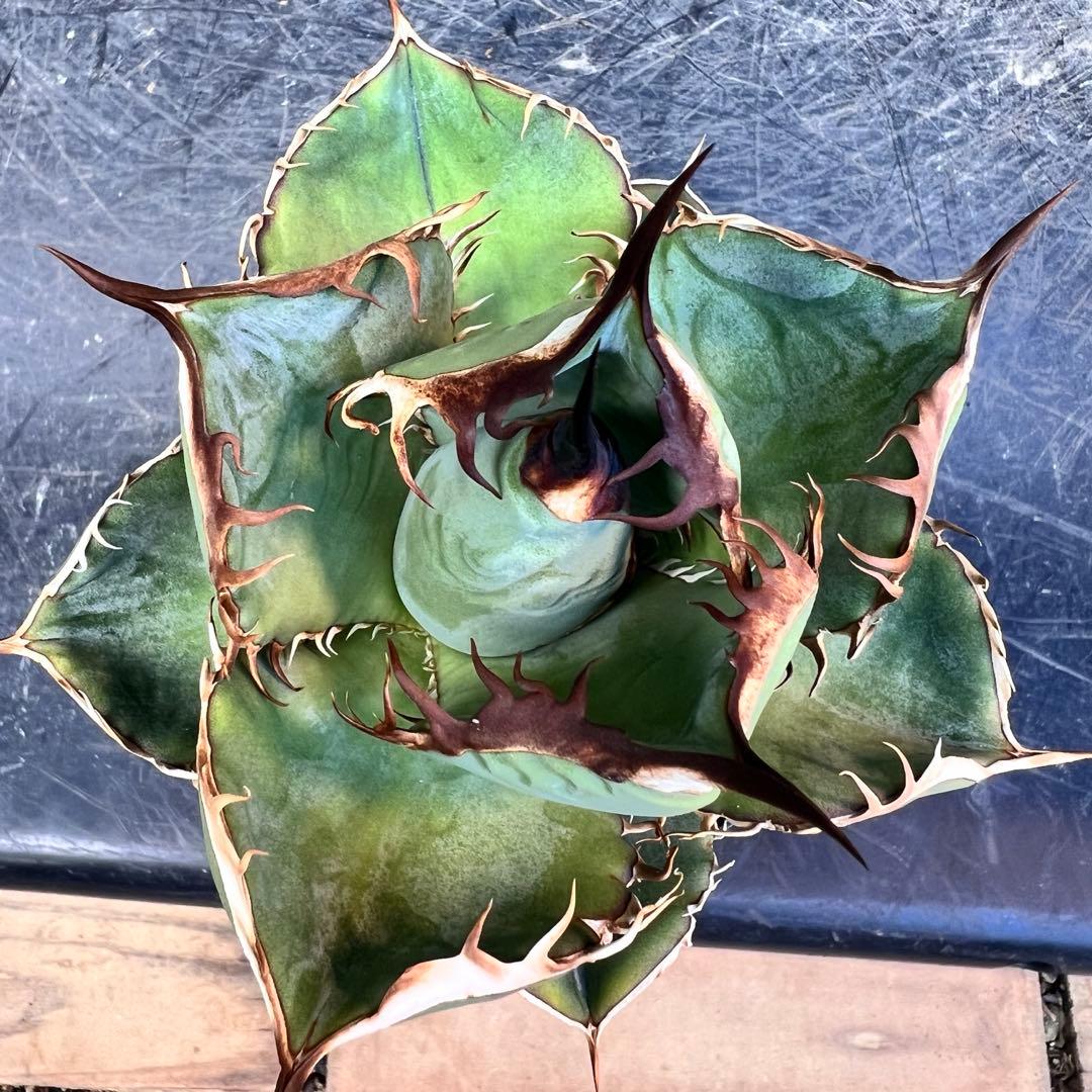 t*e様 アガベ　オテロイ実生　選抜株！！