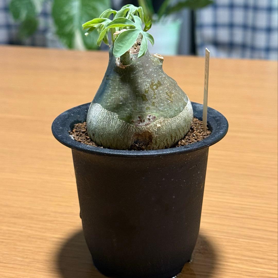 アデニアグラウカ 幹幅6.0cm 実生 美しい樹形 塊根植物 コーデックス