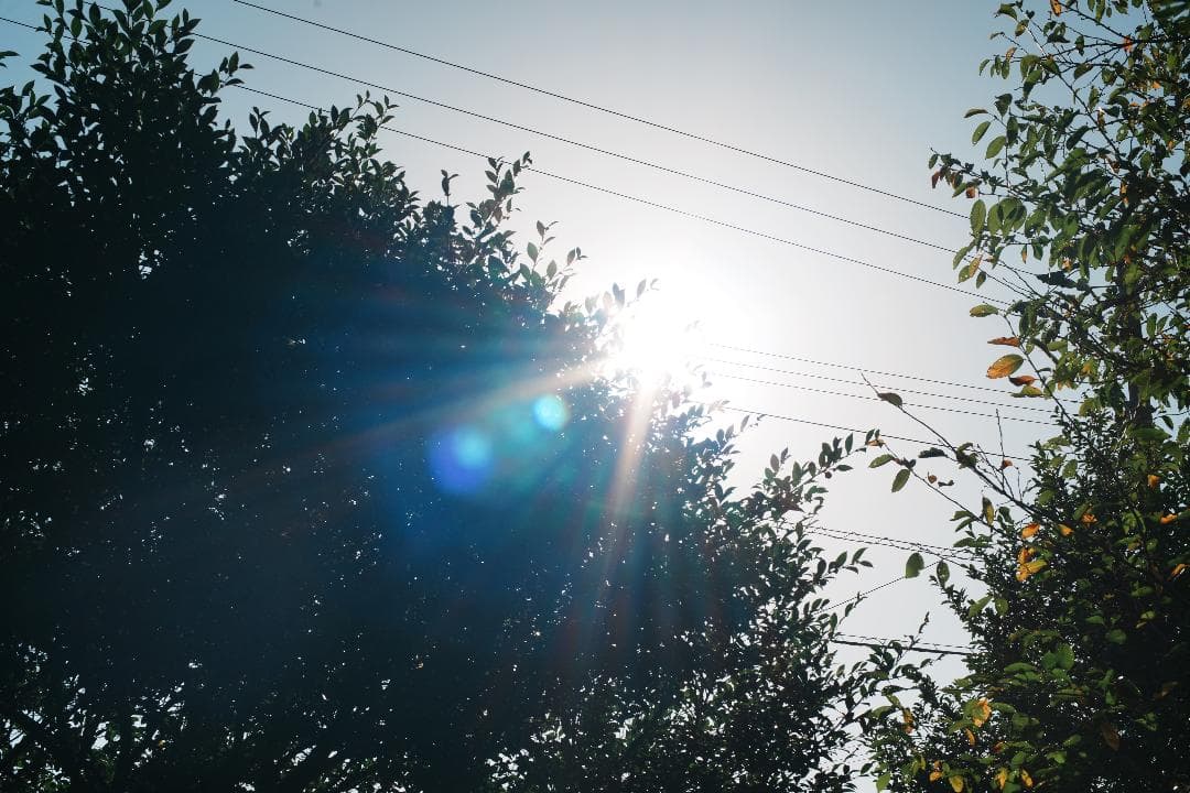 【整＆テ済】 Carl Zeiss Planar 50mm F1.7 482