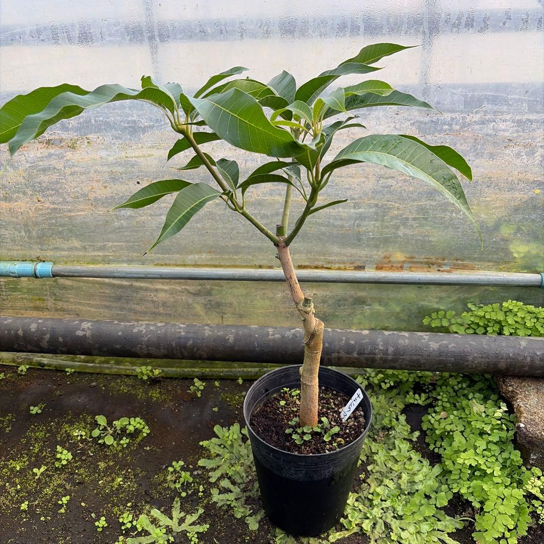 ナンドクマイ　マンゴー苗　6号サイズ