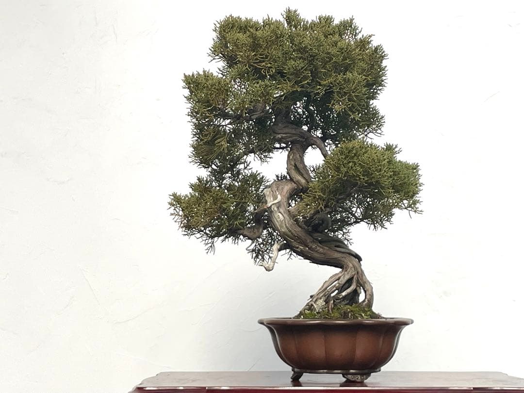 三河盆栽　シンパク　盆栽