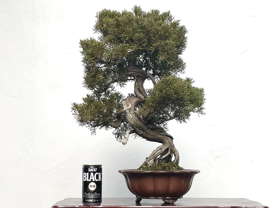 三河盆栽　シンパク　盆栽