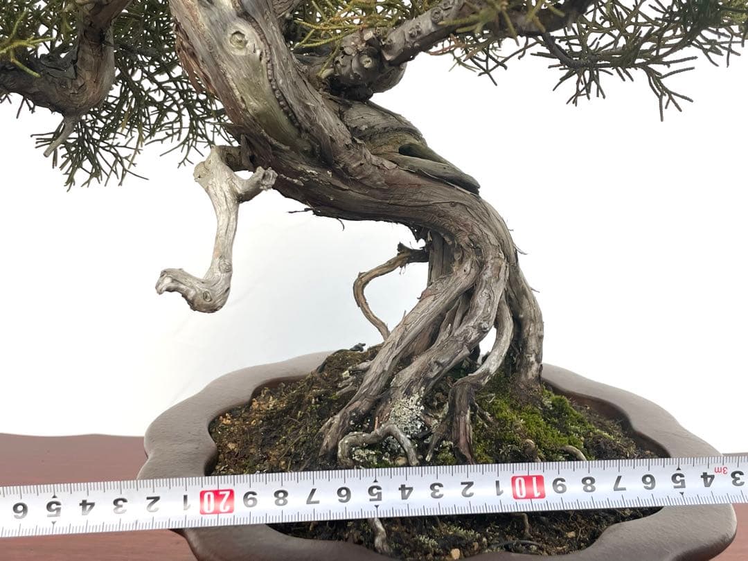 三河盆栽　シンパク　盆栽