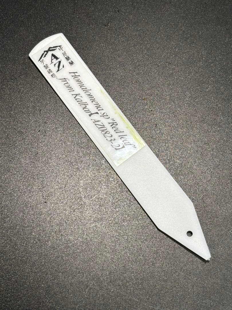 ホマロメナ sp. \"Red leaf\" AZタグ付きです