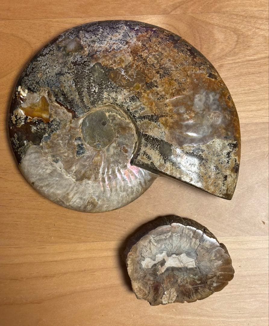 アンモナイト　珪化木　化石2個セット