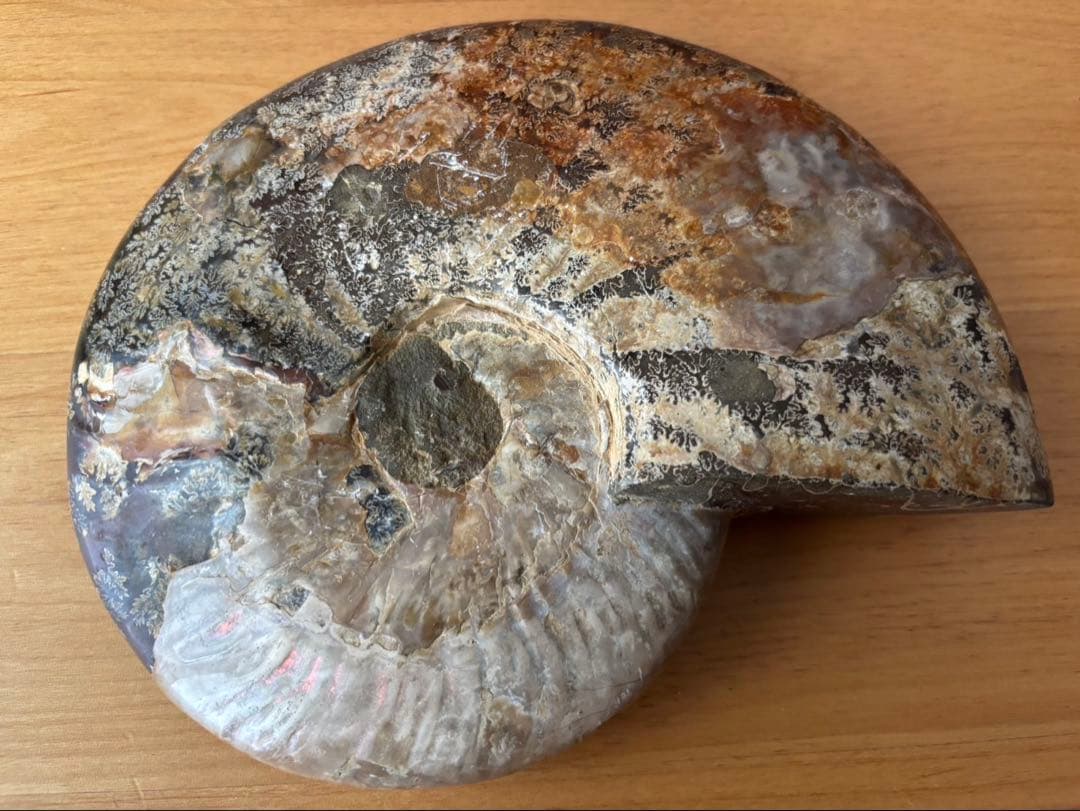 アンモナイト　珪化木　化石2個セット
