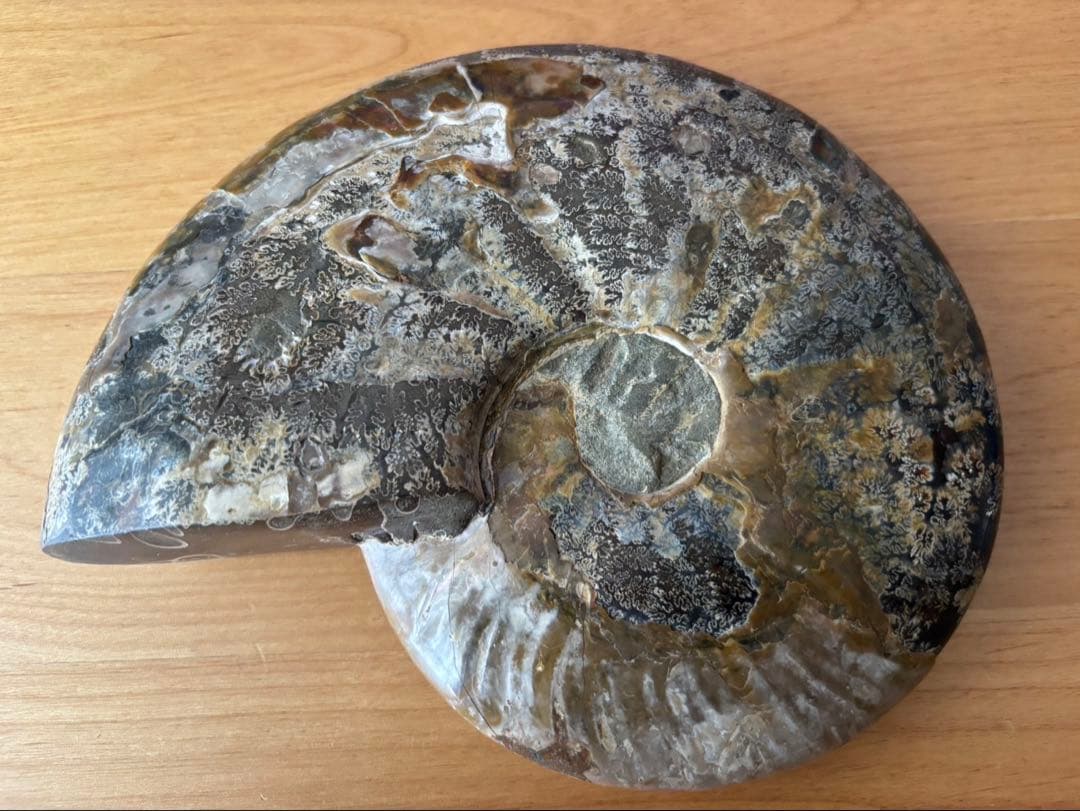 アンモナイト　珪化木　化石2個セット