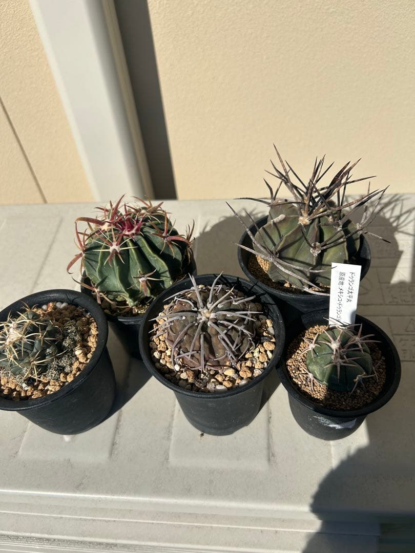 太平丸などサボテン五種セット