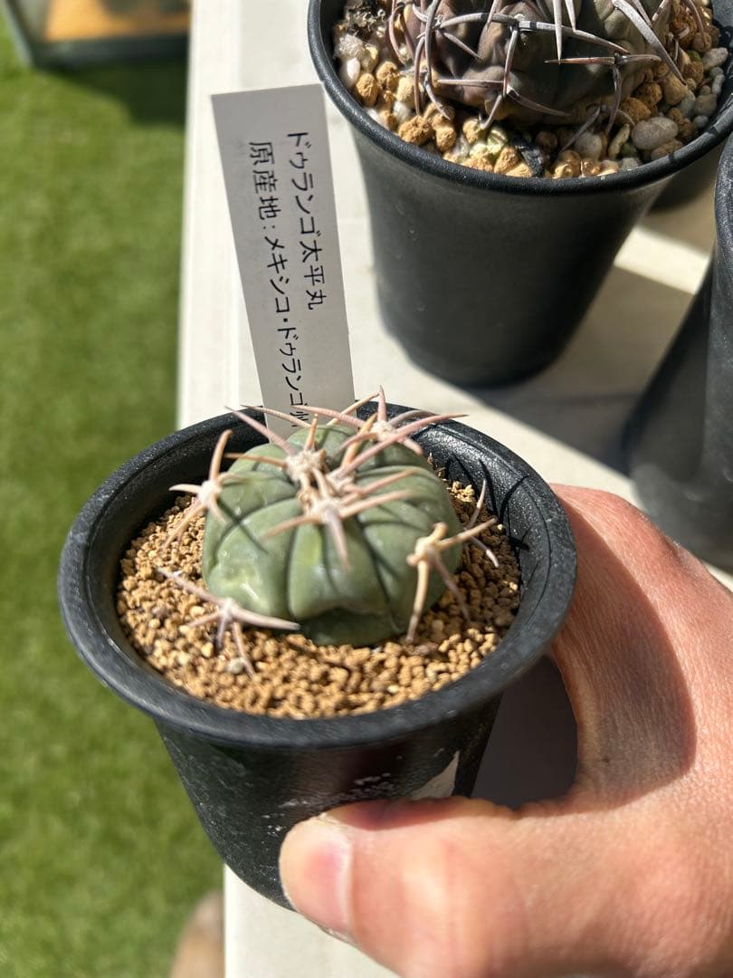 太平丸などサボテン五種セット