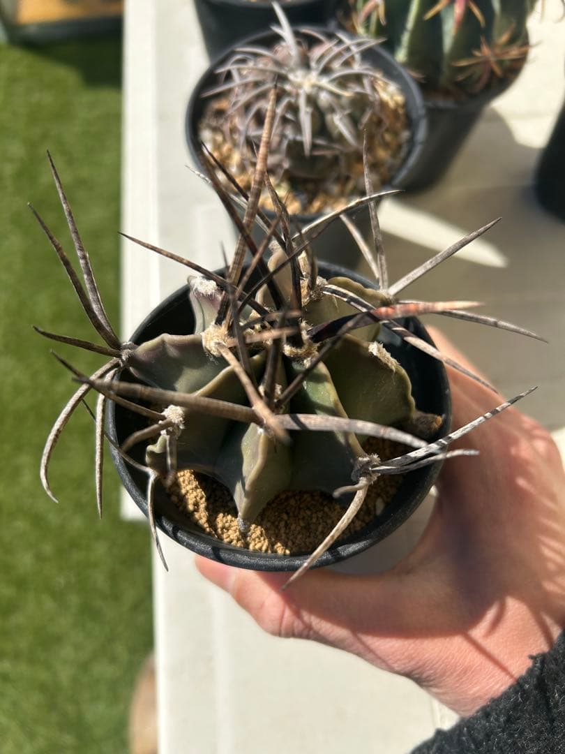 太平丸などサボテン五種セット