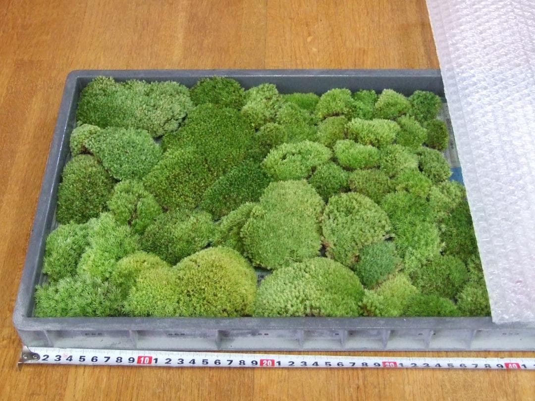 teru3　コケ各種6.5パレットとカサゴケ15本入1パック