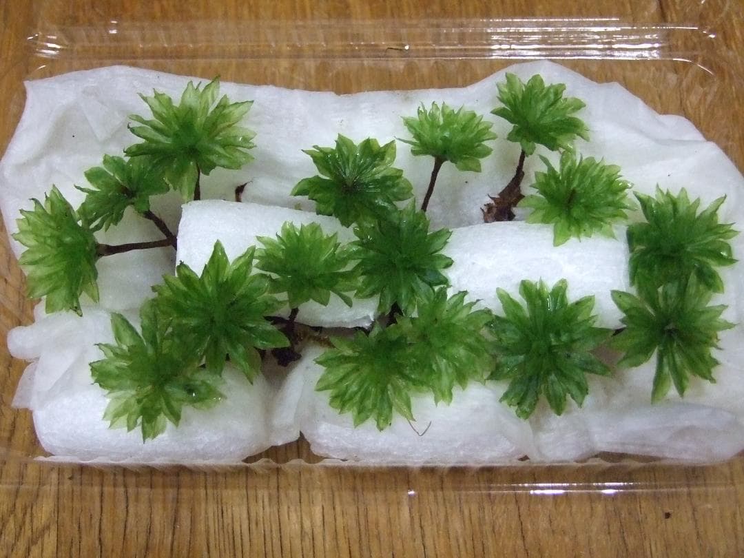 teru3　コケ各種6.5パレットとカサゴケ15本入1パック