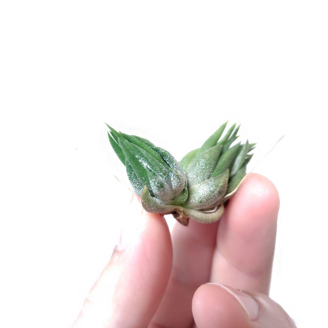 チランジア イオナンタ ニザンダ