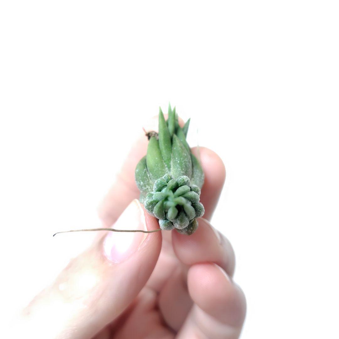 チランジア イオナンタ ニザンダ