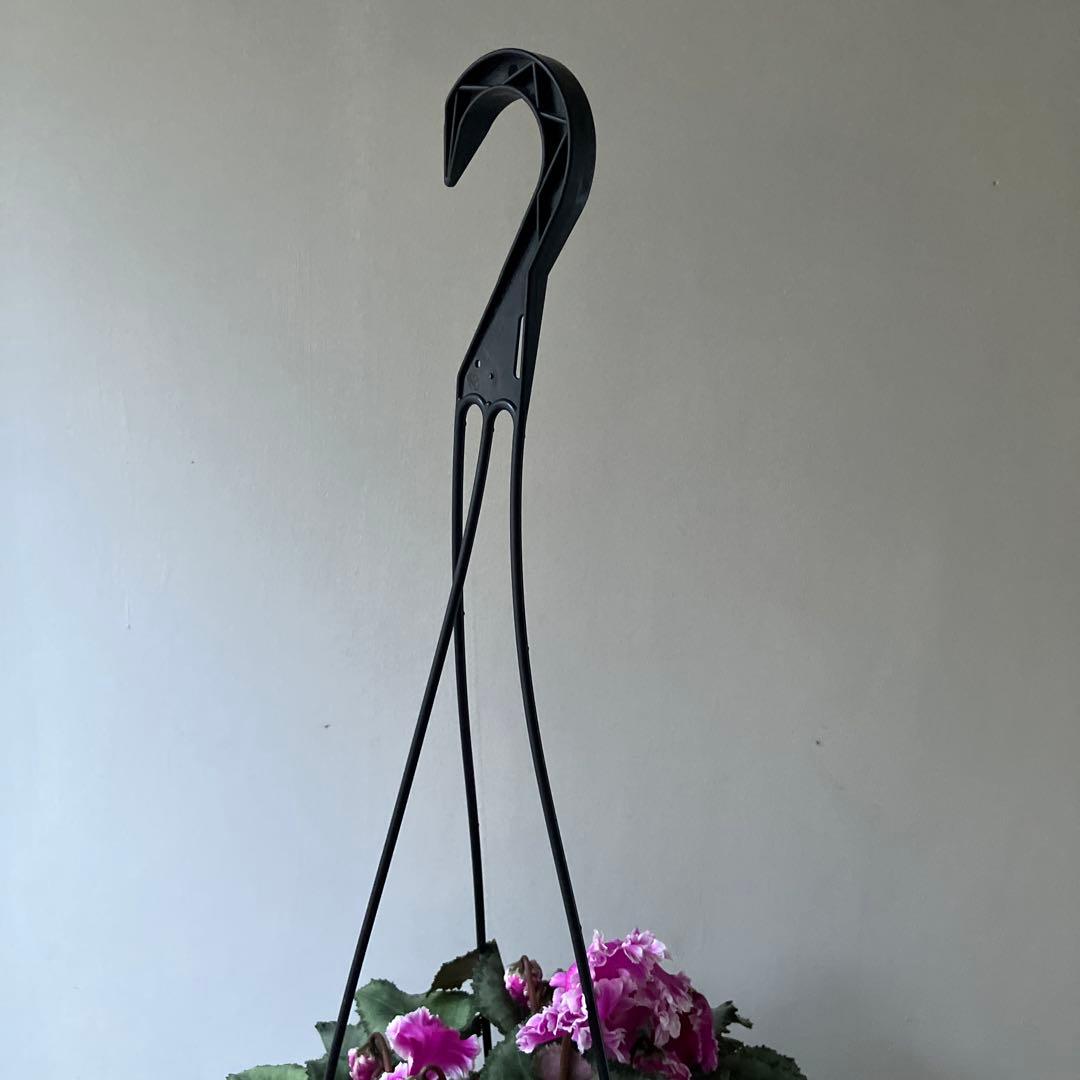 【専用】見上げたくなるシクラメン　フローエル しだれシクラメン　5号鉢①、②