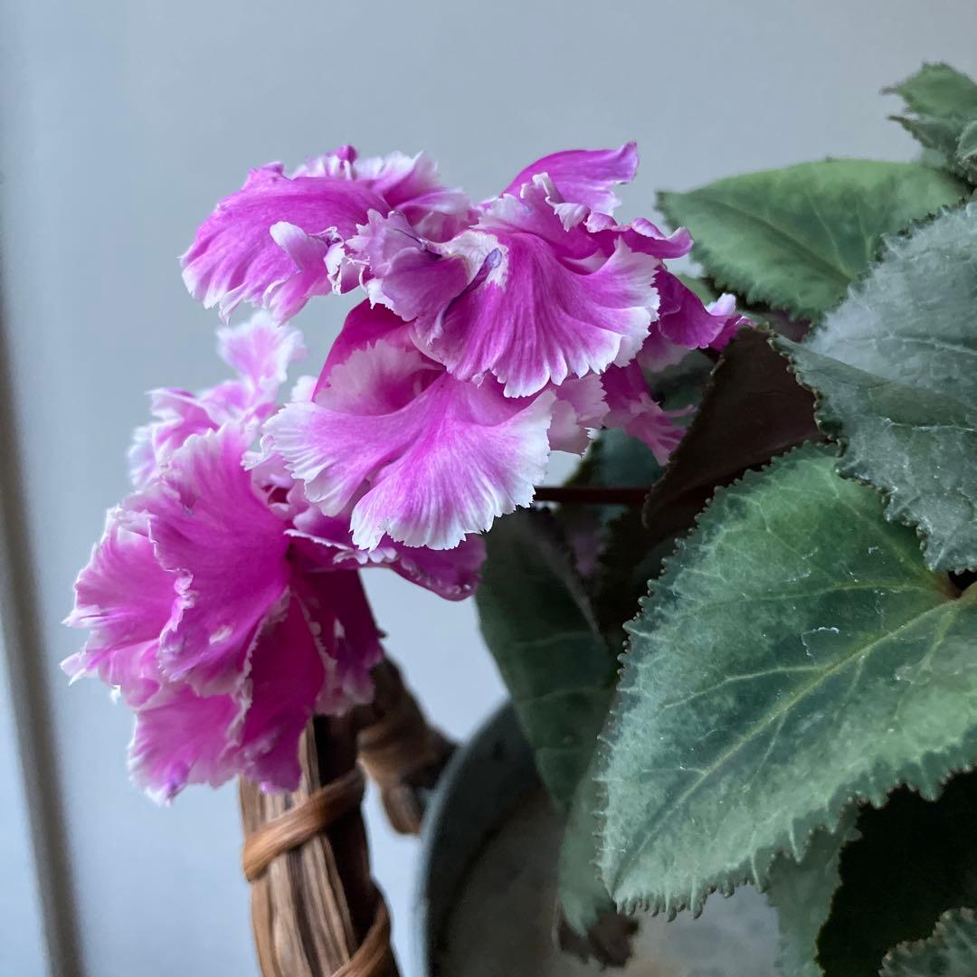 【専用】見上げたくなるシクラメン　フローエル しだれシクラメン　5号鉢①、②