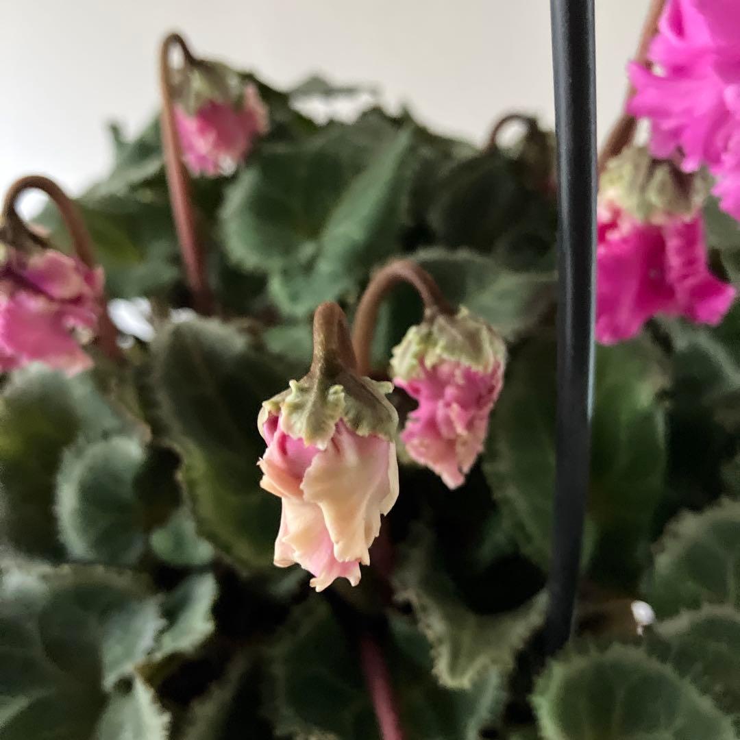 【専用】見上げたくなるシクラメン　フローエル しだれシクラメン　5号鉢①、②