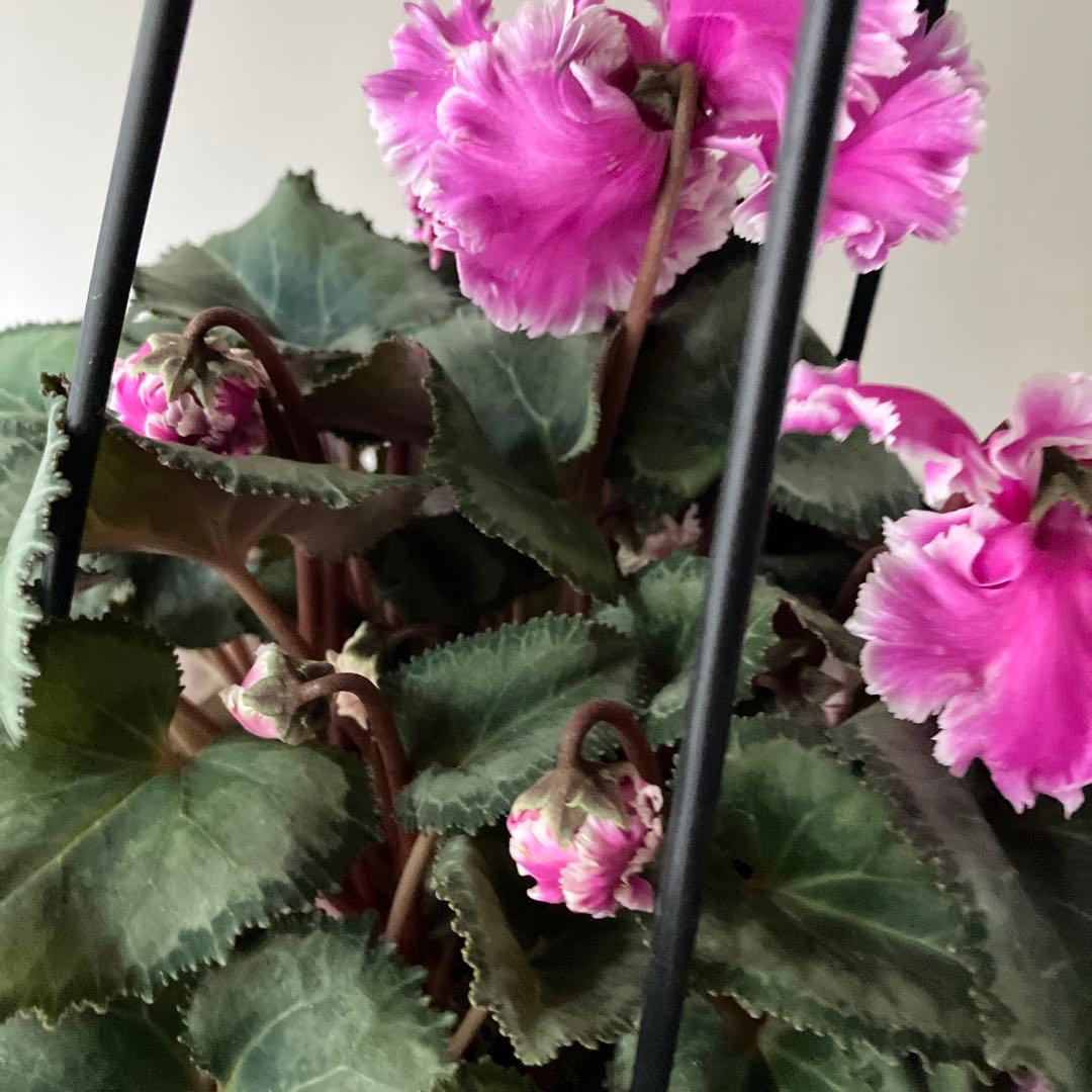 【専用】見上げたくなるシクラメン　フローエル しだれシクラメン　5号鉢①、②