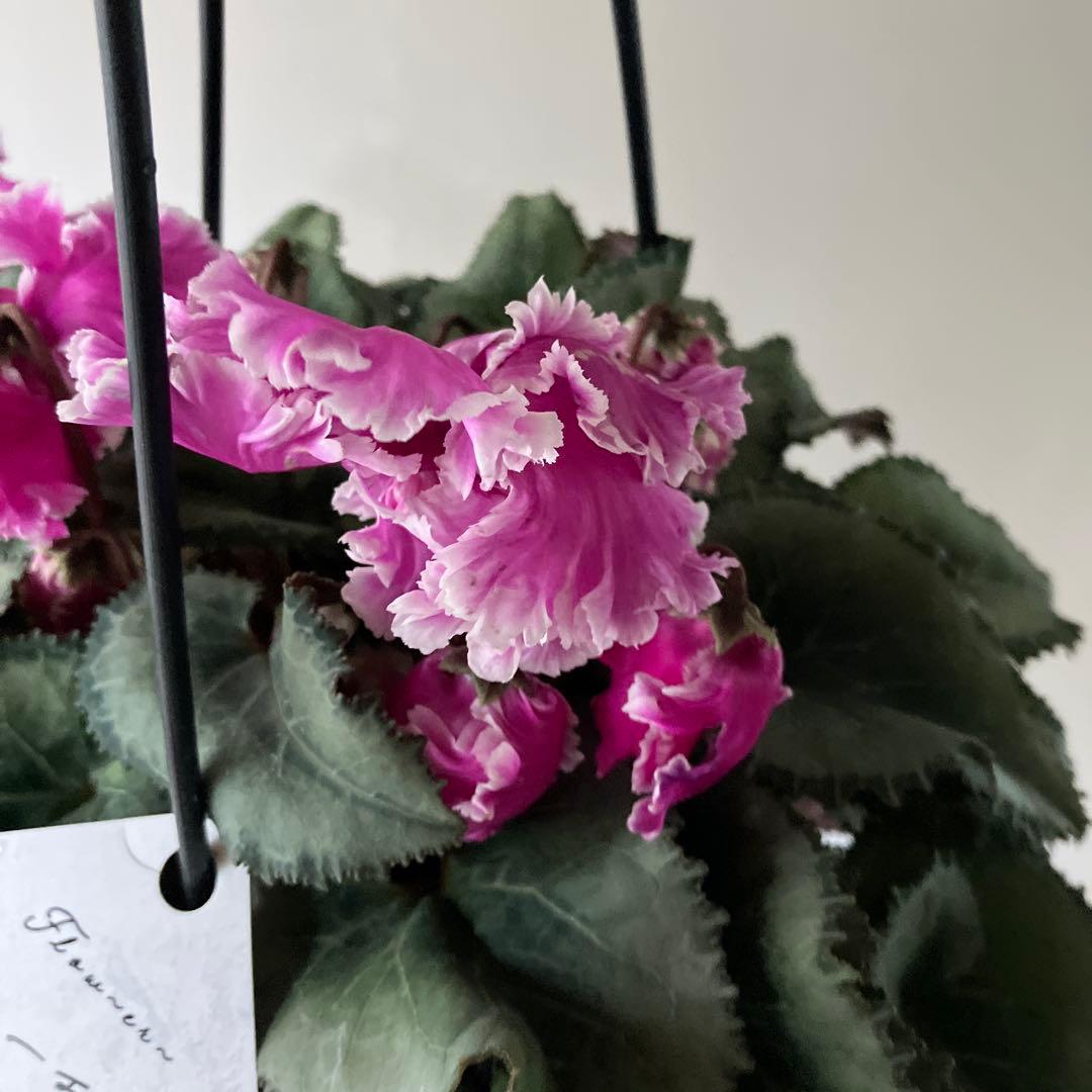 【専用】見上げたくなるシクラメン　フローエル しだれシクラメン　5号鉢①、②