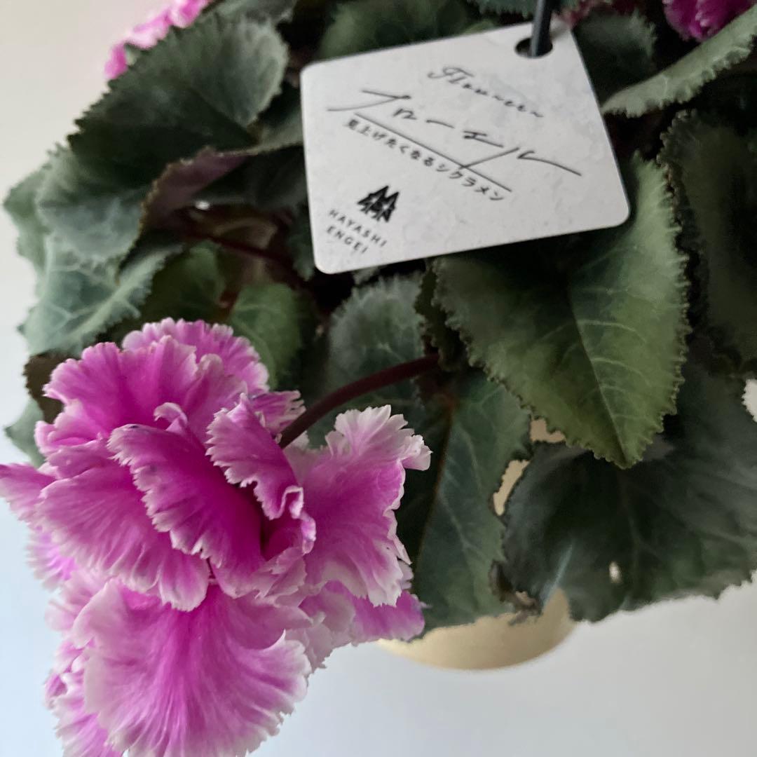 【専用】見上げたくなるシクラメン　フローエル しだれシクラメン　5号鉢①、②