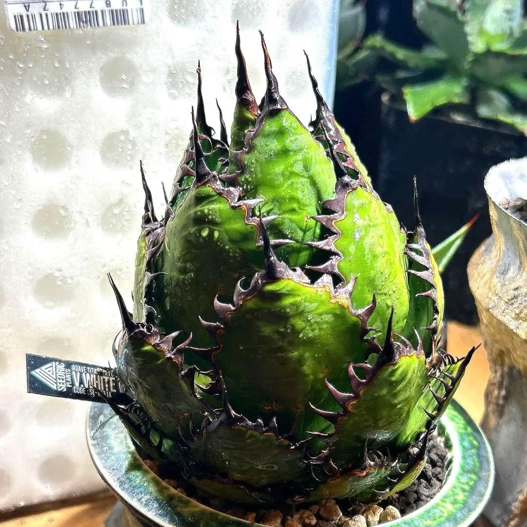 アガベ　ホリダ　陽炎　大株　ボールタイプ　ドワーフ　特選S級選抜　発根管理中