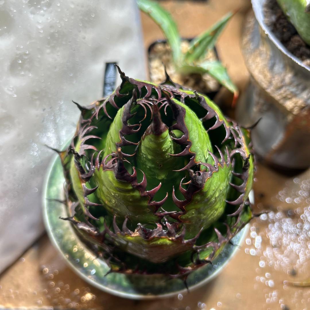 アガベ　ホリダ　陽炎　大株　ボールタイプ　ドワーフ　特選S級選抜　発根管理中