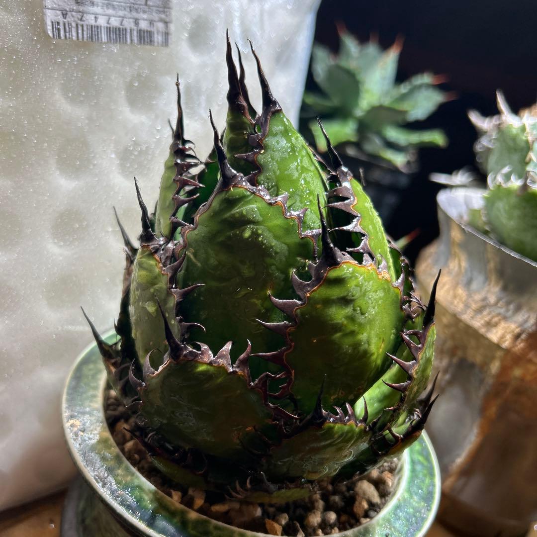 アガベ　ホリダ　陽炎　大株　ボールタイプ　ドワーフ　特選S級選抜　発根管理中