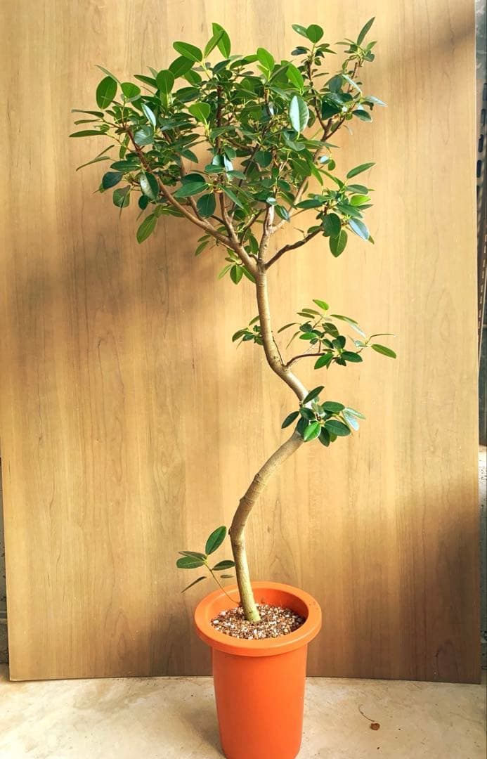 Raki　　フランスゴム　リビングサイズ