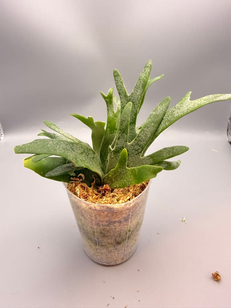 Akiko　ビカクシダOMG + bacteria sporeling